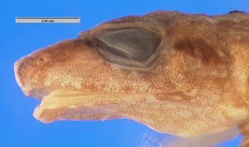 Media type: image; Herpetology A-89080